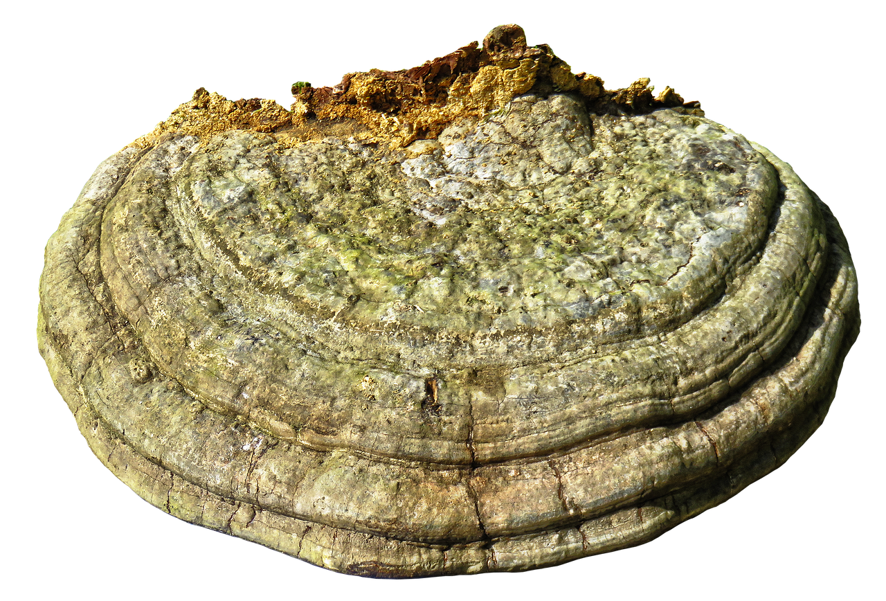 tree-mushroom-3257877_1280